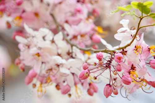 Kanlapaphruek flowers (Cassia bakeriana)  are primarily in Asia. photo