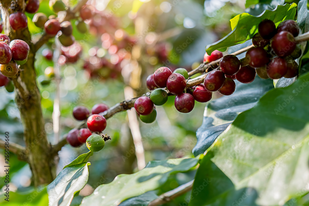 Closeup of red arabica coffee berries in coffee farm and plantations in Northern Thailand. Closeup of red arabica coffee berries in coffee farm and plantations in Northern Thailand.