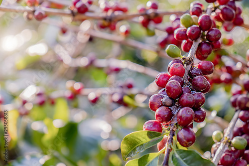 Closeup of red arabica coffee berries in coffee farm and plantations in Northern Thailand.