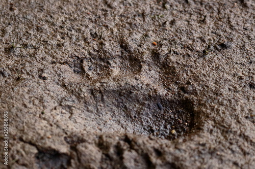 bear footprint