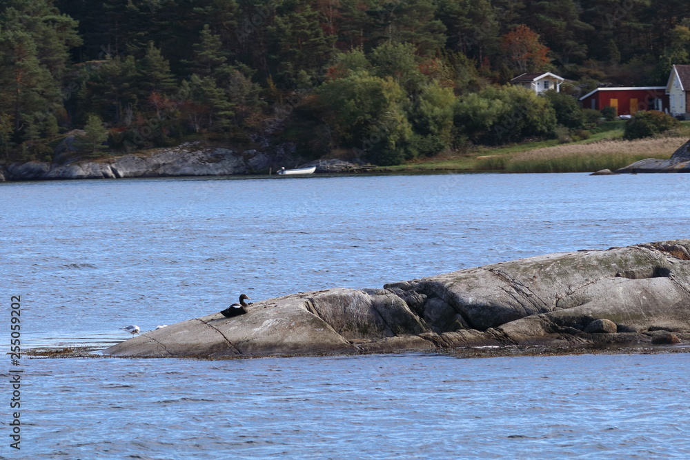 Fototapeta premium sweden
