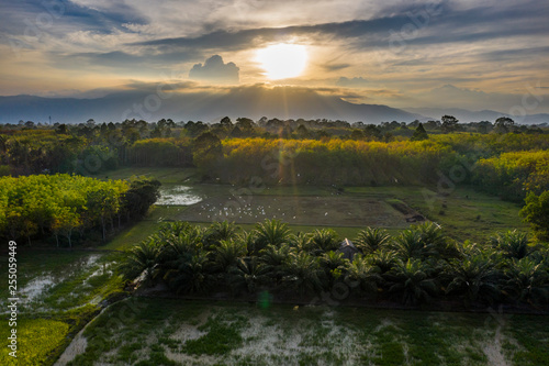 Sunset over the rice field and palm and rubber trees plantation © Alexander Zvarich 