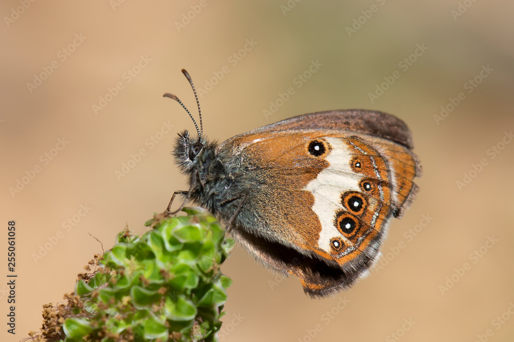 Fototapeta premium butterfly on flower