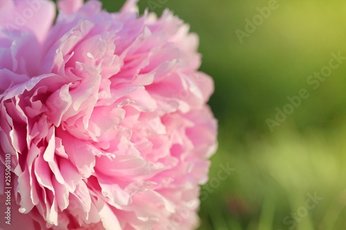  Peony flower. Double pink peony  close-up with green leaves in the morning sun on a blurred green background.