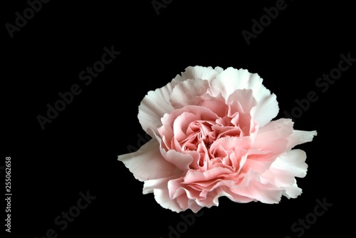 gillyflower