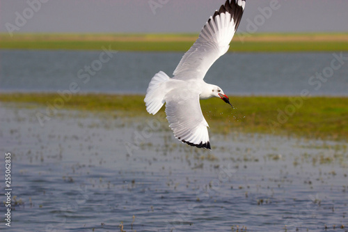 Brown headed gull, Chroicocephalus brunnicephalus, Bhigwan, Pune district, Maharashtra, India. photo