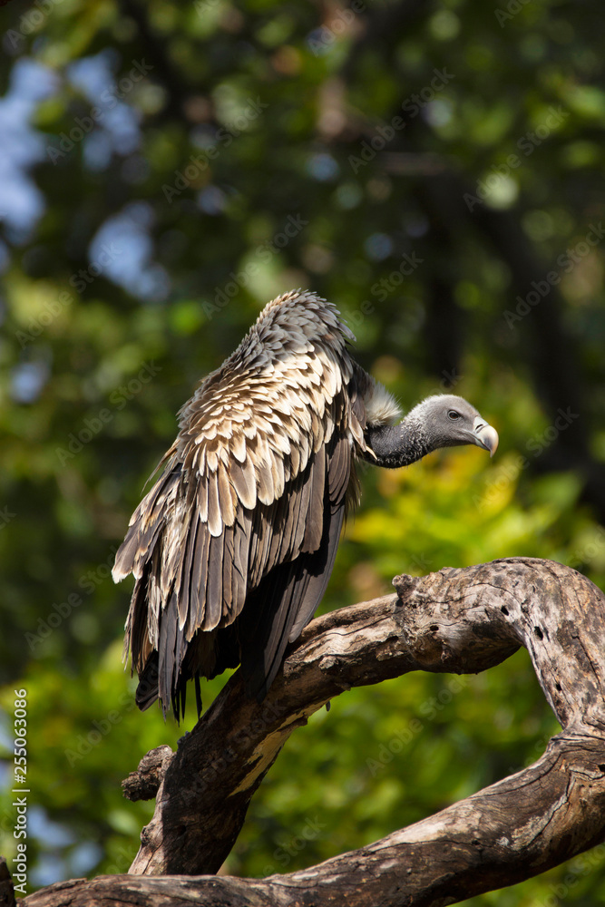 Indian vulture, Gyps indicus, Bandhavgarh national park, Madhya Pradesh, India. Indian vulture, Gyps indicus, Bandhavgarh national park, Madhya Pradesh, India.