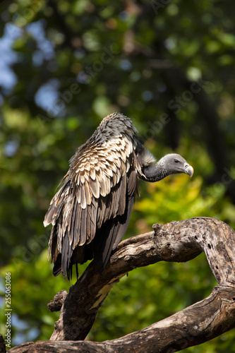 Indian vulture, Gyps indicus, Bandhavgarh national park, Madhya Pradesh, India. © RealityImages