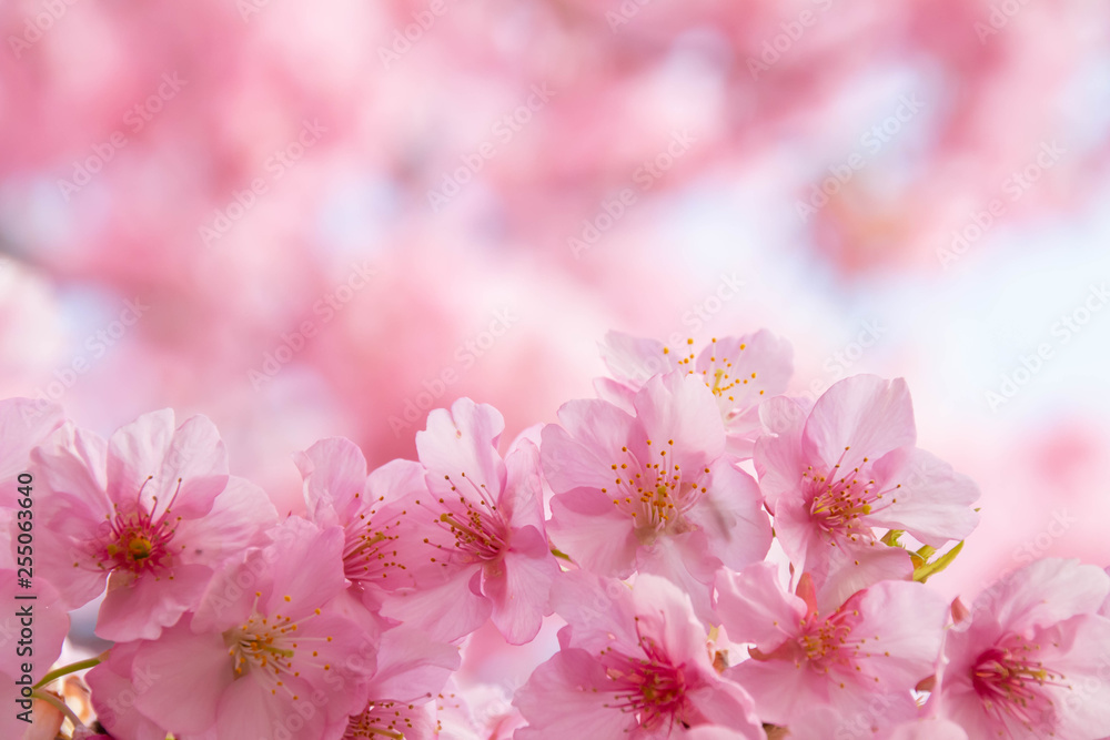 満開の河津桜のクローズアップ