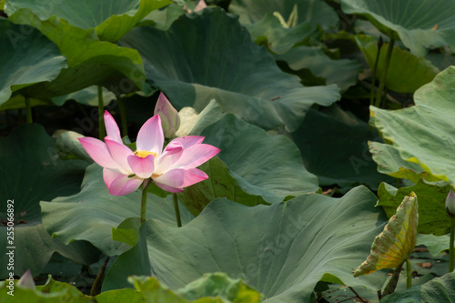 pink lotus in pond