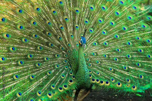 very beautiful green peacock