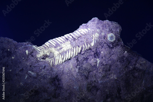 Silurian trilobite fossil from Saarenmaa, Estonia, photographed in ultraviolet light (365 nm) photo