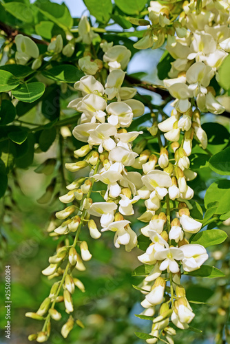 Blühende Robinie, Robinia pseudoacacia photo