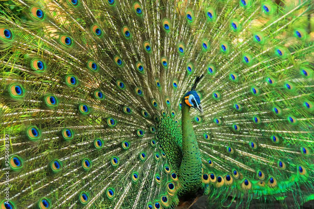 Obraz premium very beautiful green peacock
