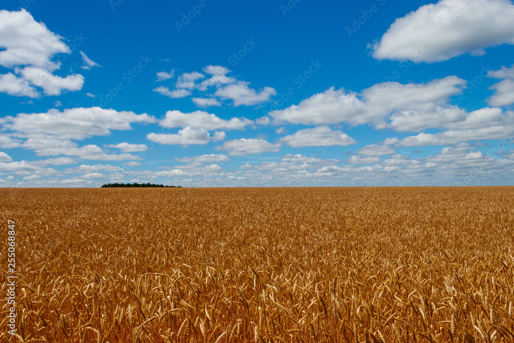 Naklejka premium Field of ripe golden wheat