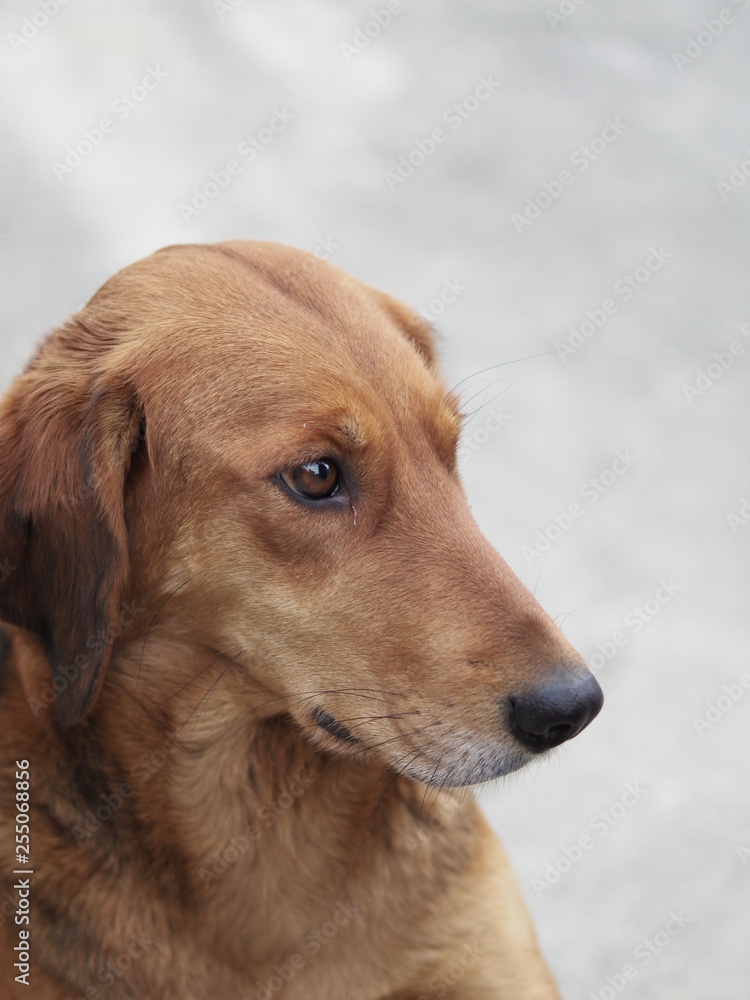 Stray dog portrait