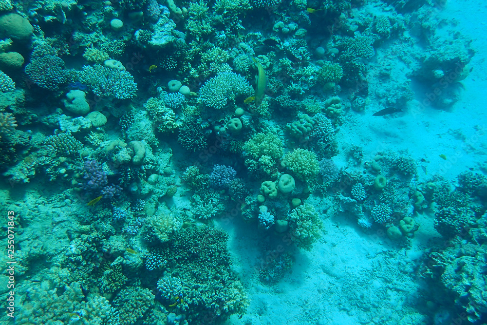 Obraz premium coral reef in egypt