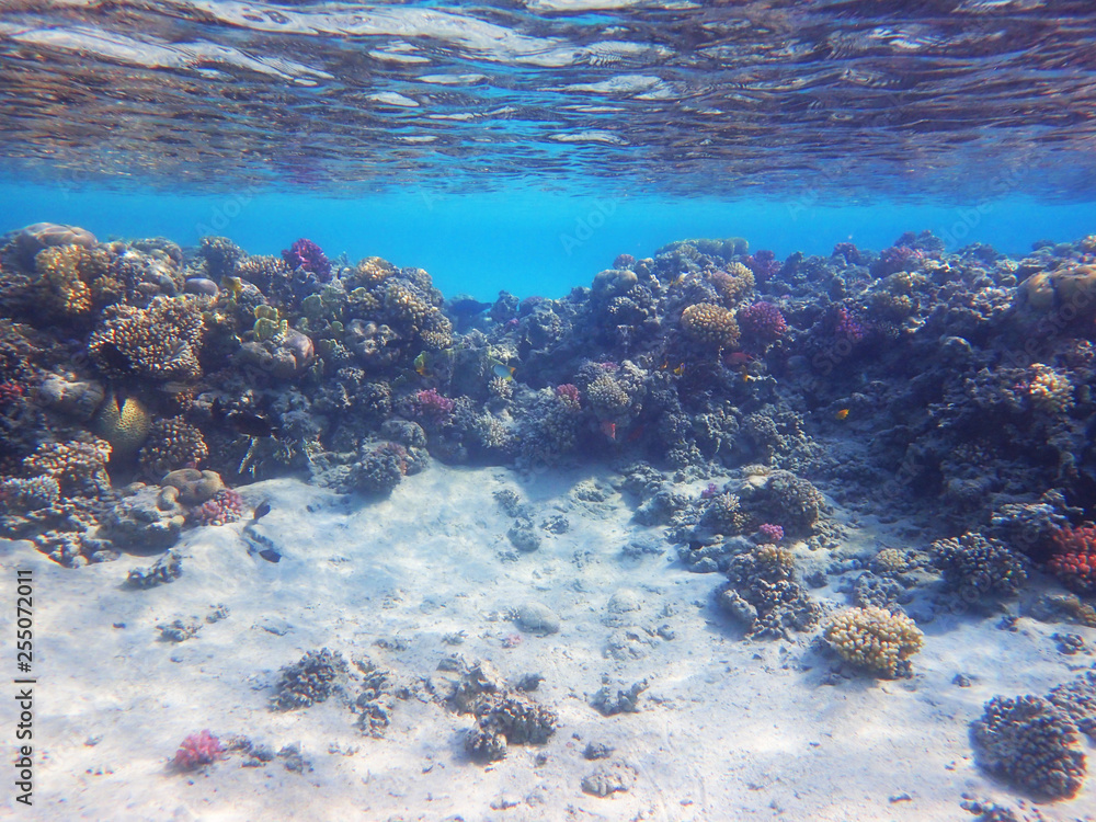 Fototapeta premium coral reef in egypt