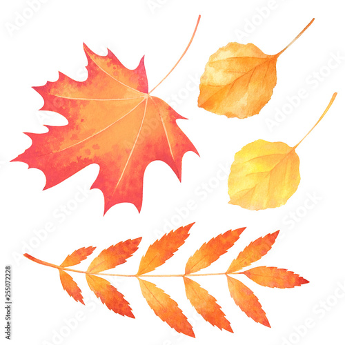 Red  yellow and orange autumn leaves. Isolated watercolor illustration.