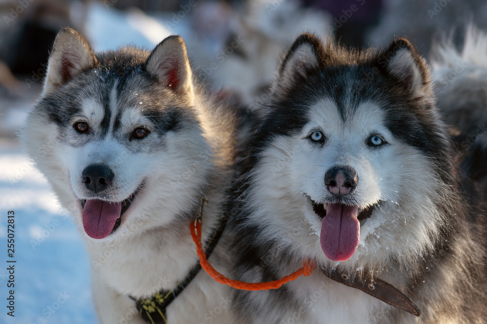couple of sled dogs close up portrait. Siberian husky dogs