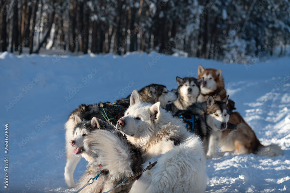 sled dog team are waiting for races, Yakutia. sled dog team are waiting for races, Yakutia.