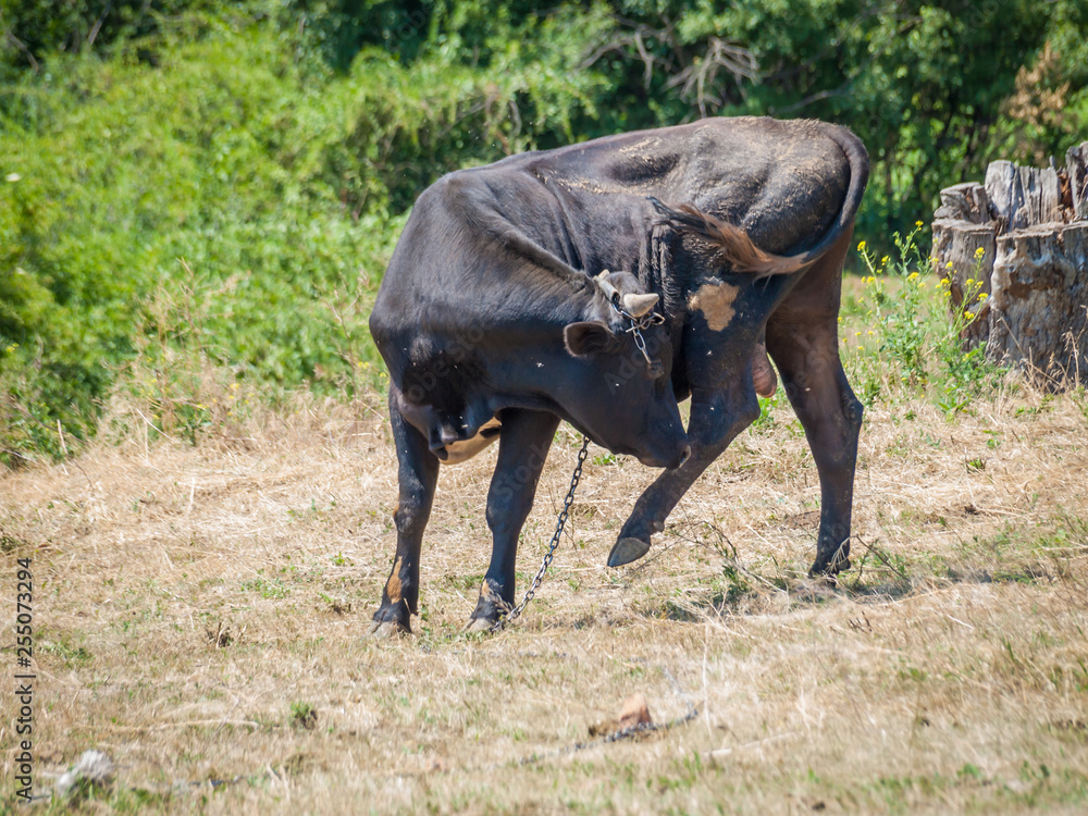 Young black bull tied with an iron chain in rural landscape on the background. Young black bull tied with an iron chain in rural landscape on the background.