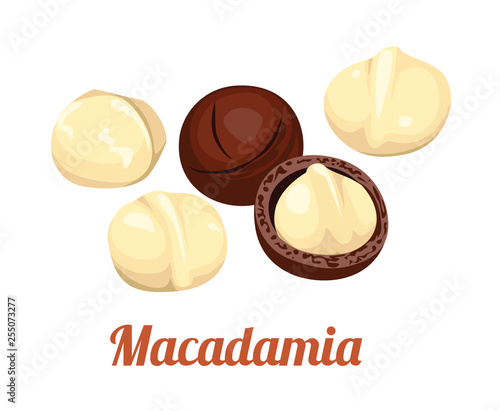 Macadamia nut icon isolated on white background. Vector illustration in cartoon flat simple style.