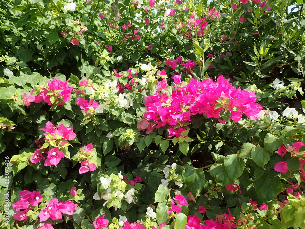 bougainvillea plant as very nice texture bougainvillea plant as very nice texture
