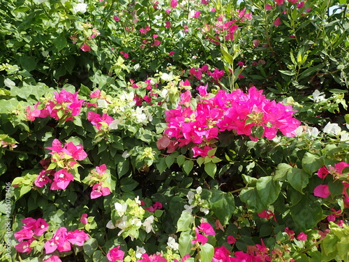 bougainvillea plant as very nice texture