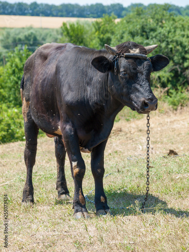 Young black bull tied with an iron chain in rural landscape on the background.