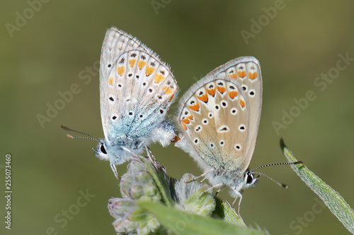 Wallpaper Mural butterfly on flower Torontodigital.ca