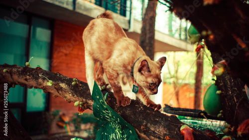 cat on a tree © Kitsana