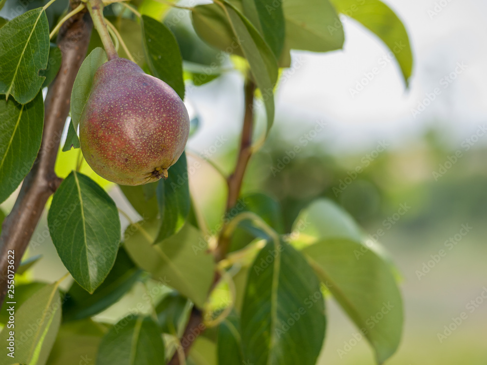 Pear tree with fruit in summer day.