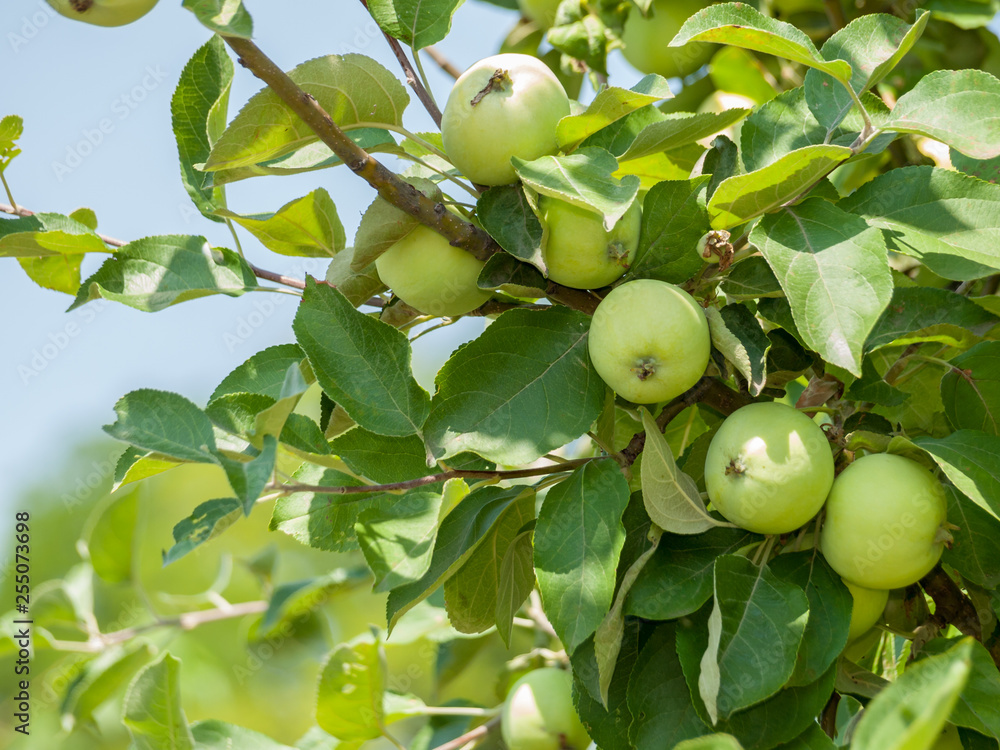 Branch of apple tree with fruits in a garden.