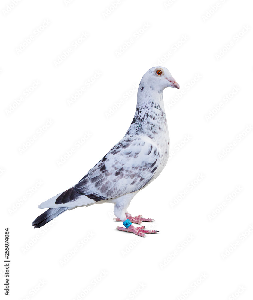 Obraz premium full body of grizt color speed racing pigeon bird isolate white background