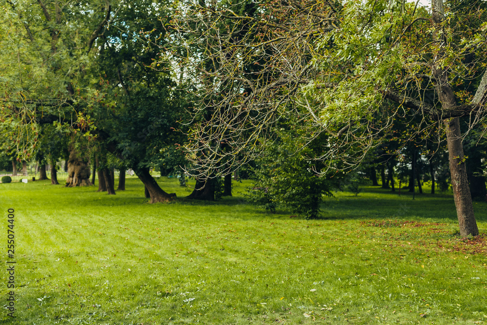 Beautiful park scene in public park with green grass field, green tree plant and a party cloudy blue sky Beautiful park scene in public park with green grass field, green tree plant and a party cloudy blue sky