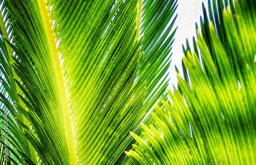 palm tree texture