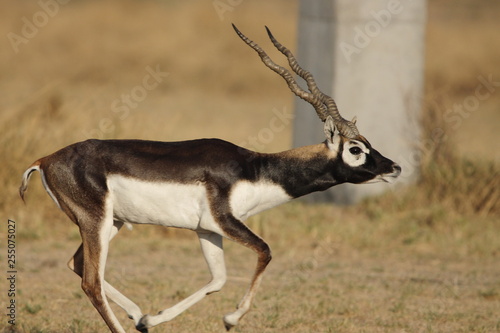 Black Buck from India's open sanctuary 