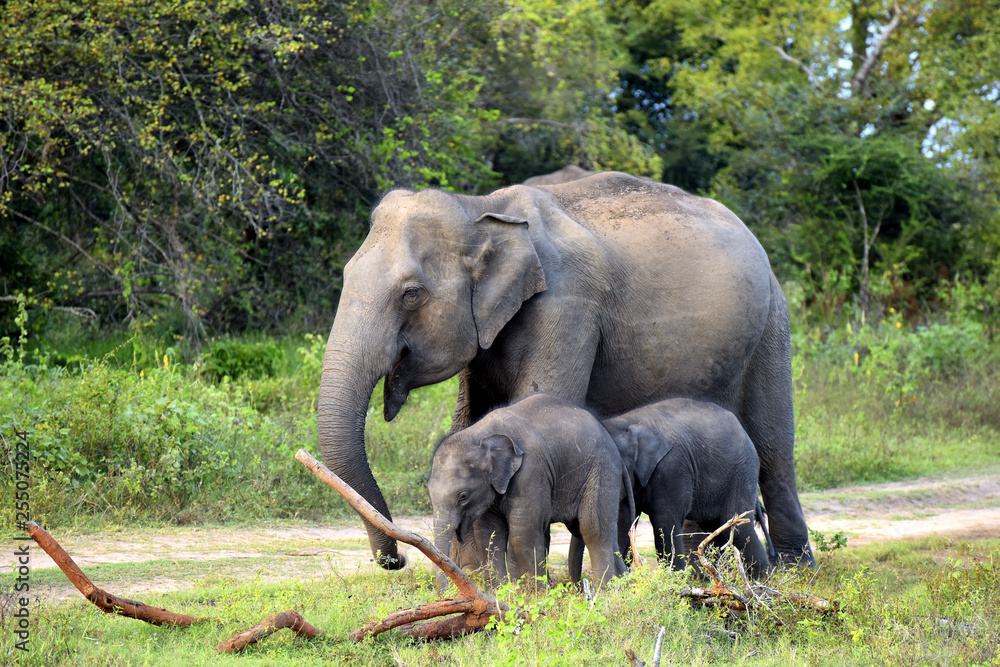 wild Asian elephants, mother and calfs  in Minneriya national park in Sri Lanka
