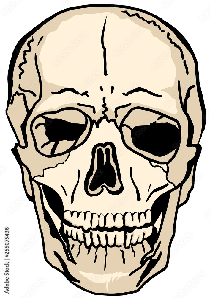 illustration of skull