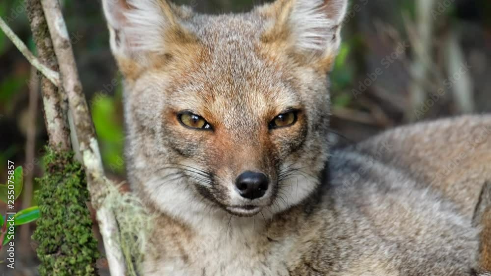 Red fox (Vulpes vulpes) sits in the forest and looks into camera Red fox (Vulpes vulpes) sits in the forest and looks into camera