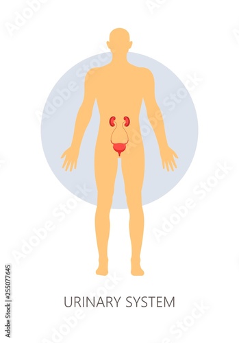 Urinary system isolated man anatomy kidney and bladder