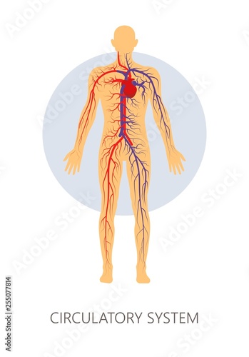 Circulatory system isolated human anatomy veins and vessels