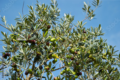 Wallpaper Mural Olive tree Torontodigital.ca