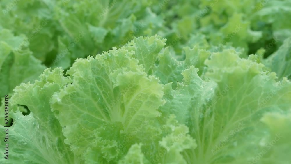 Close up Crunchy Fresh Lollo Bionda Coral Lettuce Close up Crunchy Fresh Lollo Bionda Coral Lettuce