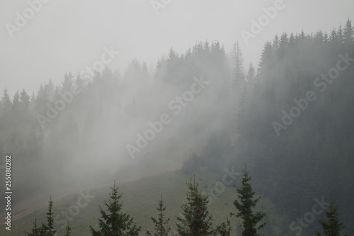 Misty forest in the mountains