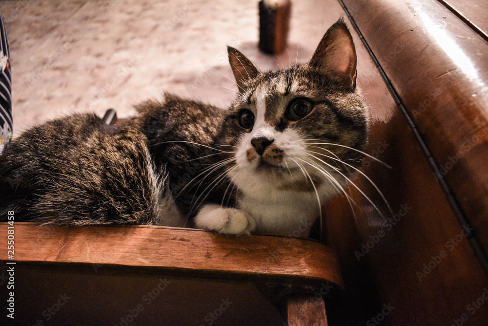 cat