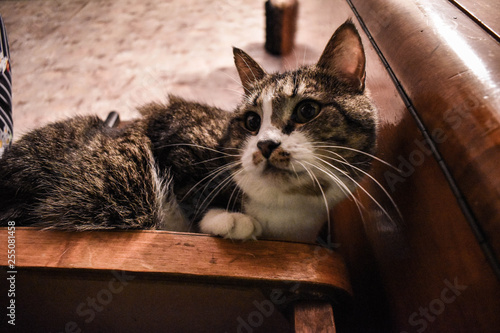 Obraz na płótnie cat w salonie