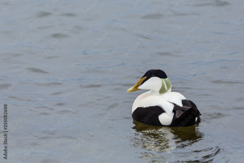 detailed view male eider duck (somateria mollissima) swimming detailed view male eider duck (somateria mollissima) swimming