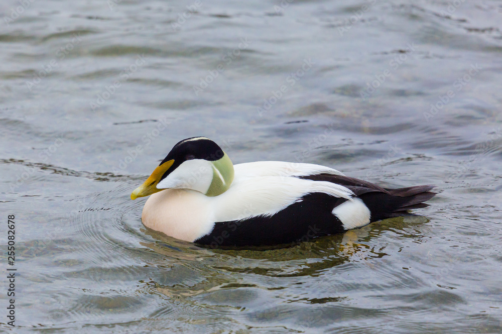 close view male eider duck (somateria mollissima) swimming in water close view male eider duck (somateria mollissima) swimming in water